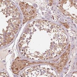 Invitrogen ADH5 Polyclonal Antibody 100 &mu;L; Unconjugated:Antibodies,