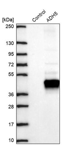 Invitrogen ADH5 Polyclonal Antibody 100 &mu;L; Unconjugated:Antibodies,