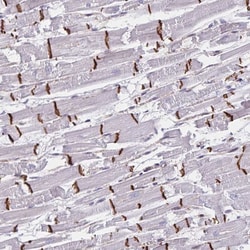 Invitrogen RAB9B Polyclonal Antibody 100 &mu;L; Unconjugated:Antibodies,