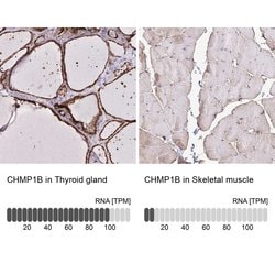 Invitrogen CHMP1B Polyclonal Antibody 100 &mu;L; Unconjugated:Antibodies,
