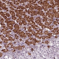 FDX1 Polyclonal Antibody:Antibodies, Polyclonal
