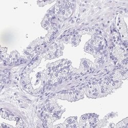 Invitrogen OVGP1 Polyclonal Antibody 100 &mu;L; Unconjugated:Antibodies,