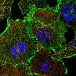 Invitrogen C19orf21 Polyclonal Antibody 100 &mu;L; Unconjugated:Antibodies,