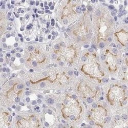 Invitrogen C19orf21 Polyclonal Antibody 100 &mu;L; Unconjugated:Antibodies,