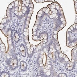 Invitrogen C19orf21 Polyclonal Antibody 100 &mu;L; Unconjugated:Antibodies,
