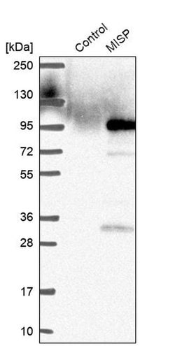 Invitrogen C19orf21 Polyclonal Antibody 100 &mu;L; Unconjugated:Antibodies,