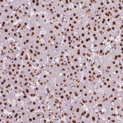 Invitrogen NUCKS1 Polyclonal Antibody 100 &mu;L; Unconjugated:Antibodies,