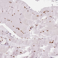 Invitrogen NUCKS1 Polyclonal Antibody 100 &mu;L; Unconjugated:Antibodies,