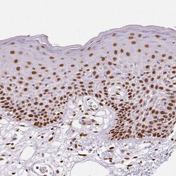Invitrogen NUCKS1 Polyclonal Antibody 100 &mu;L; Unconjugated:Antibodies,