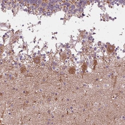 Invitrogen COX6A1 Polyclonal Antibody 100 &mu;L | Buy Online | Invitrogen&trade; | Fisher Scientific