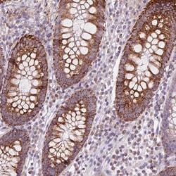 Invitrogen COX6A1 Polyclonal Antibody 100 &mu;L | Buy Online | Invitrogen&trade; | Fisher Scientific