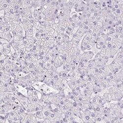 S100A2 Polyclonal Antibody 100 &mu;L | Buy Online | Thermo Scientific | Fisher Scientific