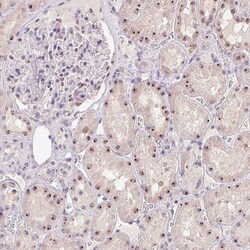 Invitrogen BATF2 Polyclonal Antibody 100 &mu;L; Unconjugated:Antibodies,