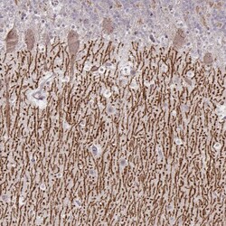 Invitrogen DAGLA Polyclonal Antibody 100 &mu;L; Unconjugated:Antibodies,