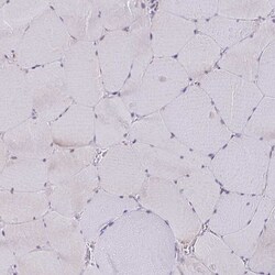 Invitrogen DAGLA Polyclonal Antibody 100 &mu;L; Unconjugated:Antibodies,