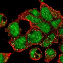 Invitrogen ZNF691 Polyclonal Antibody 100 &mu;L; Unconjugated:Antibodies,