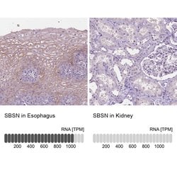 Invitrogen SBSN Polyclonal Antibody 100 &mu;L; Unconjugated:Antibodies,