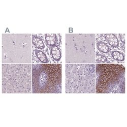 Invitrogen SBSN Polyclonal Antibody 100 &mu;L; Unconjugated:Antibodies,