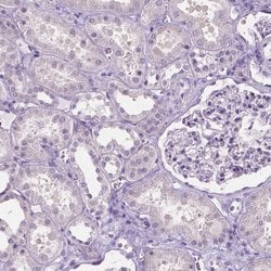 Invitrogen SBSN Polyclonal Antibody 100 &mu;L; Unconjugated:Antibodies,