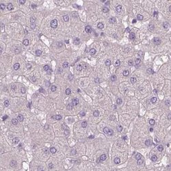 Invitrogen SBSN Polyclonal Antibody 100 &mu;L; Unconjugated:Antibodies,