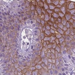 Invitrogen SBSN Polyclonal Antibody 100 &mu;L; Unconjugated:Antibodies,