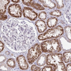 Invitrogen C15orf29 Polyclonal Antibody 100 &mu;L; Unconjugated:Antibodies,