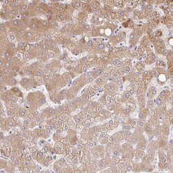 Invitrogen C14orf178 Polyclonal Antibody 100 &mu;L; Unconjugated:Antibodies,