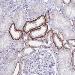 Invitrogen SAP25 Polyclonal Antibody 100 &mu;L; Unconjugated:Antibodies,