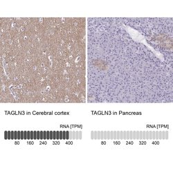 Invitrogen TAGLN3 Polyclonal Antibody 100 &mu;L | Buy Online | Invitrogen&trade; | Fisher Scientific