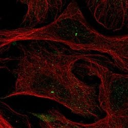 Invitrogen LMF2 Polyclonal Antibody 100 &mu;L; Unconjugated:Antibodies,