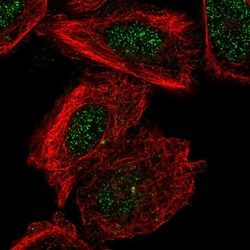 Invitrogen EMC6 Polyclonal Antibody 100 &mu;L; Unconjugated:Antibodies,