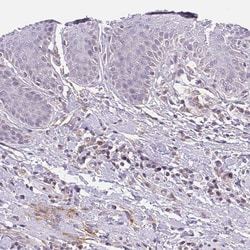 Invitrogen EMC6 Polyclonal Antibody 100 &mu;L; Unconjugated:Antibodies,
