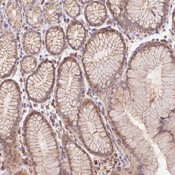 Invitrogen EMC6 Polyclonal Antibody 100 &mu;L; Unconjugated:Antibodies,
