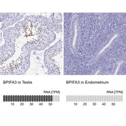 Invitrogen BPIFA3 Polyclonal Antibody 100 &mu;L; Unconjugated:Antibodies,