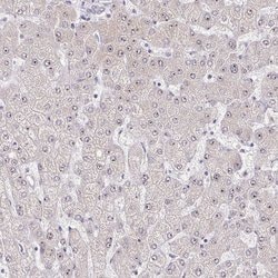 Invitrogen RSL24D1 Polyclonal Antibody 100 &mu;L; Unconjugated:Antibodies,