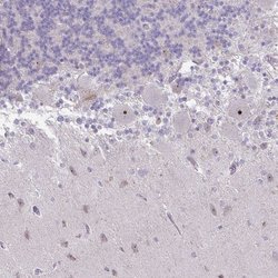 Invitrogen RSL24D1 Polyclonal Antibody 100 &mu;L; Unconjugated:Antibodies,