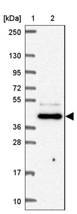Invitrogen FNTB Polyclonal Antibody 100 &mu;L; Unconjugated:Antibodies,