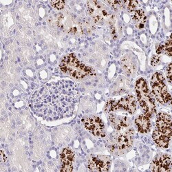 Invitrogen EML6 Polyclonal Antibody 100 &mu;L; Unconjugated:Antibodies,