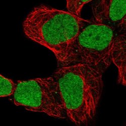 Invitrogen ZNF579 Polyclonal Antibody 100 &mu;L; Unconjugated:Antibodies,