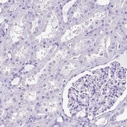 Invitrogen ODF3B Polyclonal Antibody 100 &mu;L; Unconjugated:Antibodies,