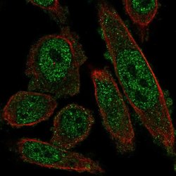 Invitrogen Nkx2.8 Polyclonal Antibody 100 &mu;L; Unconjugated:Antibodies,