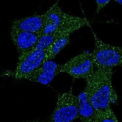 Invitrogen DYNC2LI1 Polyclonal Antibody 100 &mu;L; Unconjugated:Antibodies,