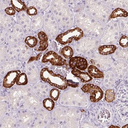 Invitrogen TMEM72 Polyclonal Antibody 100 &mu;L; Unconjugated:Antibodies,