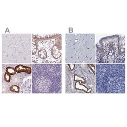 Invitrogen TMEM72 Polyclonal Antibody 100 &mu;L; Unconjugated:Antibodies,