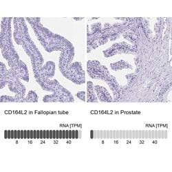 Invitrogen CD164L2 Polyclonal Antibody 100 &mu;L; Unconjugated:Antibodies,
