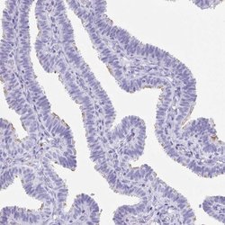 Invitrogen CD164L2 Polyclonal Antibody 100 &mu;L; Unconjugated:Antibodies,