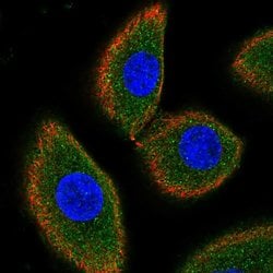 Invitrogen CD164L2 Polyclonal Antibody 100 &mu;L; Unconjugated:Antibodies,