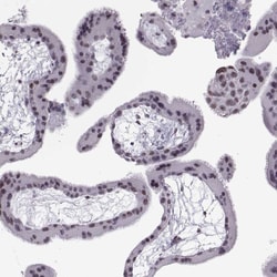Invitrogen NANOS3 Polyclonal Antibody 100 &mu;L; Unconjugated:Antibodies,