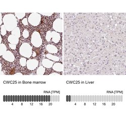 Invitrogen CWC25 Polyclonal Antibody 100 &mu;L; Unconjugated:Antibodies,
