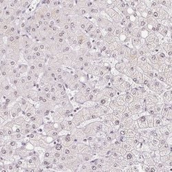 Invitrogen CWC25 Polyclonal Antibody 100 &mu;L; Unconjugated:Antibodies,